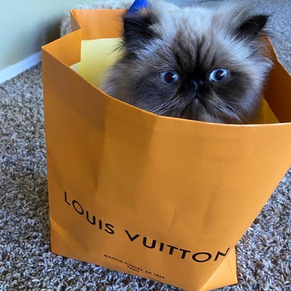 Meet your Posher, Poohcat2 ๐ป๐ป๐ป๐ป - Picture 2 of 6